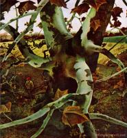 Sycamore Tree And Hunter October 16 by Andrew Wyeth
